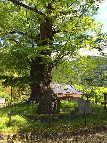 広瀬神社のケヤキ