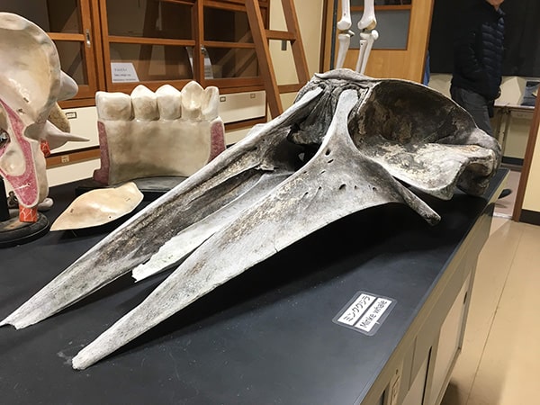 クジラの頭の骨